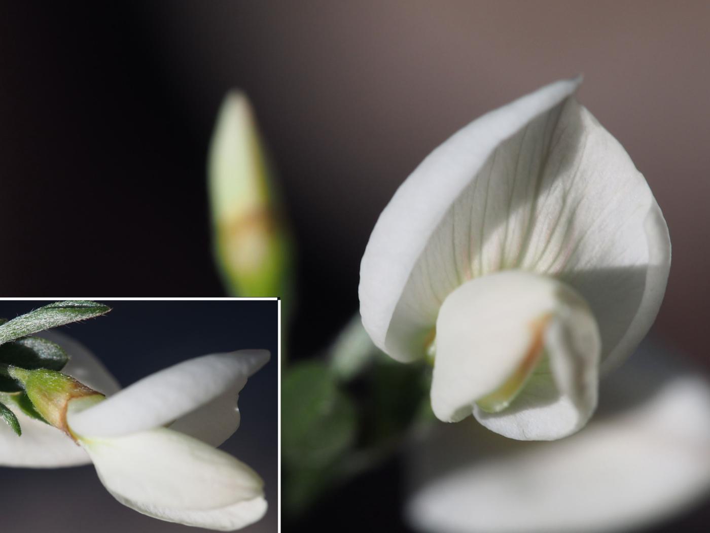 Broom, White Spanish flower